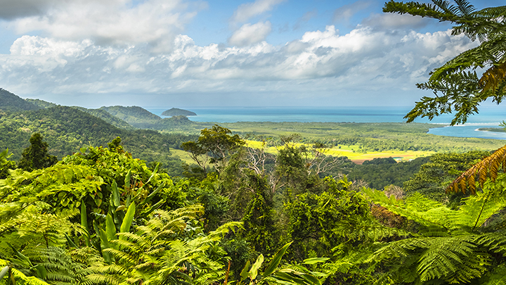 daintree-rainforest