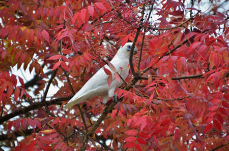 Corellas (2)