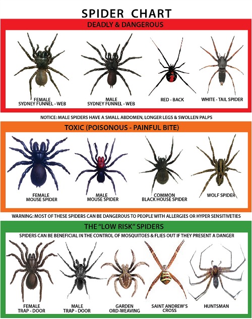 Spider chart. Photo credit: All-U-Need.