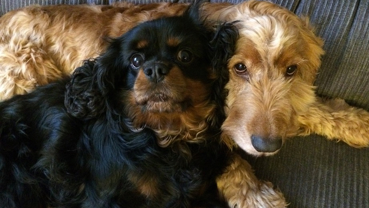 OnlineDogDating