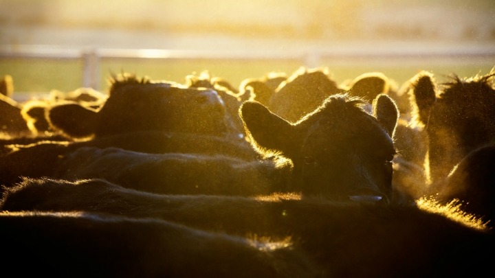 160618_Live-Cattle_720x405