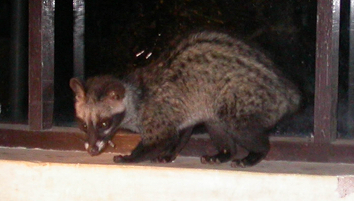 Asian Palm Civet