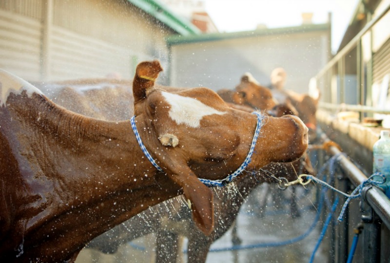 Brisbane Ekka Bucket list - Beef pavilion