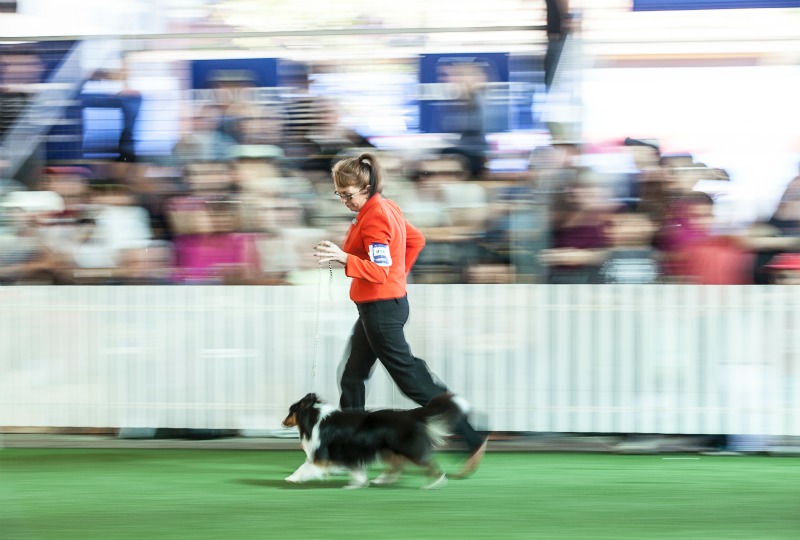 Brisbane Ekka Bucket list - The dog show