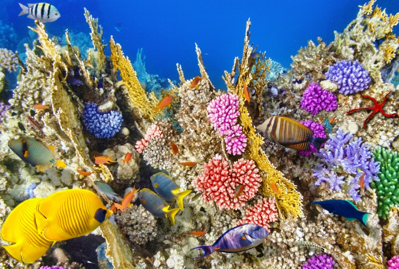 Great Barrier Reef named world's best place to visit in 2016