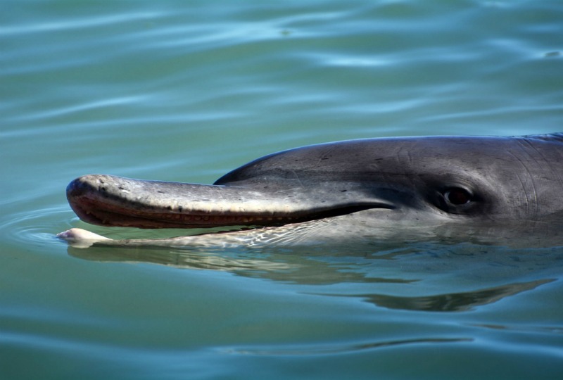 meet the wild dolphins of Monkey Mia