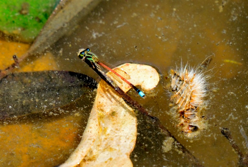 Aurora Bluetail