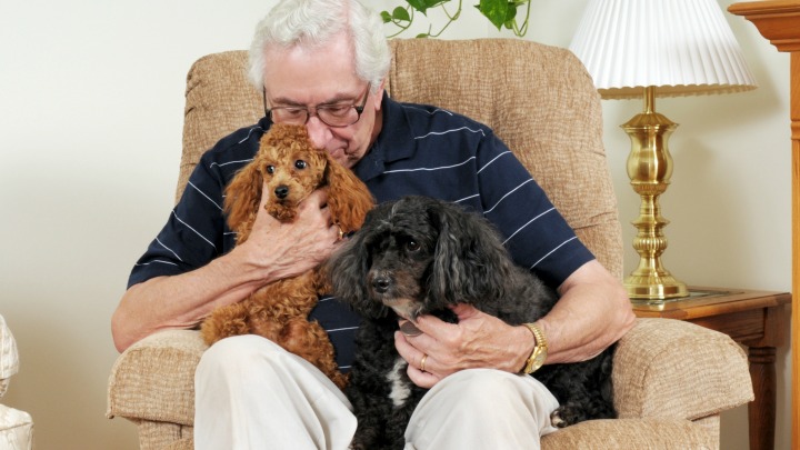 070916_pet_dogs