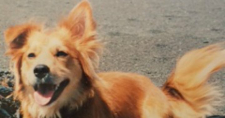 160915_brian-portland-dog