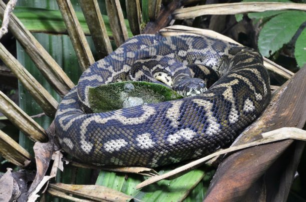 A resting python found along the walking trail at Protesters Falls. Photo courtesy Ian Smith