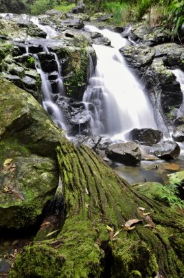 Photo courtesy Ian Smith.