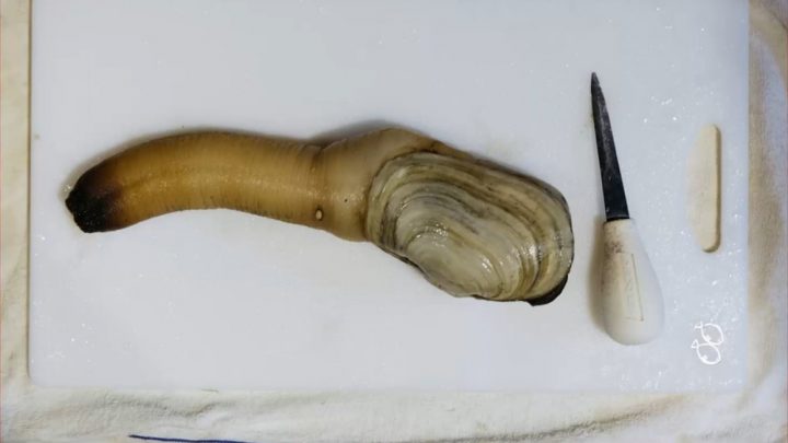 Geoduck. Source: YouTube