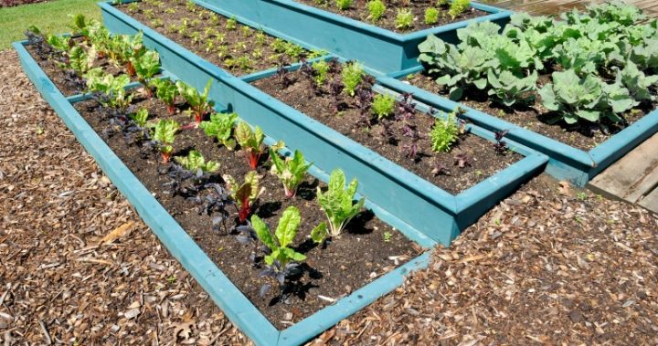290916_vegetable garden