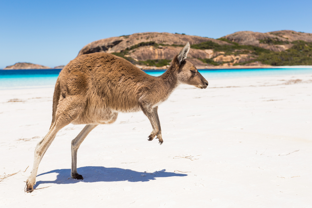 Australian Hidden Gems - Kangaroo Island