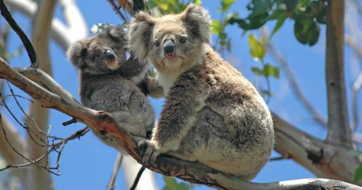 031016_Koalas