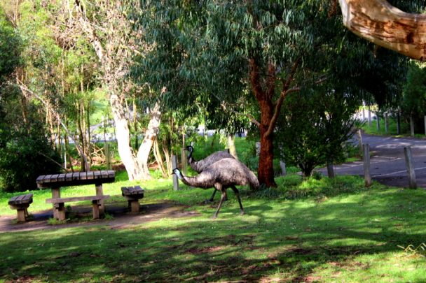 What a wonderful greeting to the Tower Hill Wildlife Reserve to see emus roaming freely outside the main building. Photo courtesy Gillian Johnston.