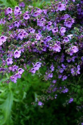 A piece of the native mint still smelled sweetly  three days after it had been received. Photo courtesy Gillian Johnston.