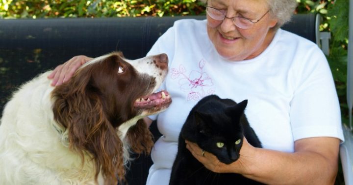 311016_pets_recall