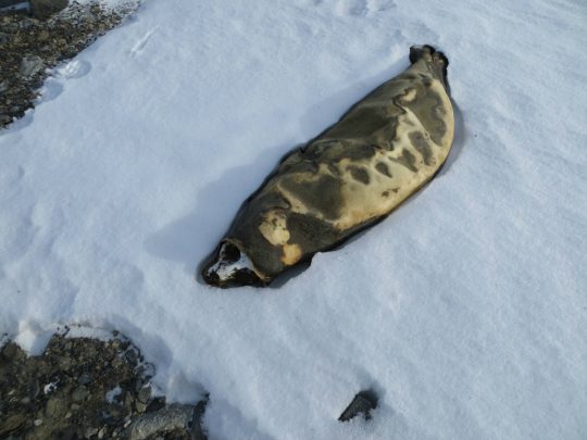 A mummified seal - could be a thousand years old. Photo courtesy Dale Jacobsen.