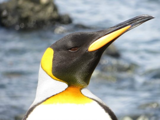 Magnificent king penguin on Macca. Photo courtesy Dale Jacobsen.