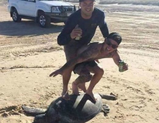 031116_travel_idiots_surfing_on_turtles_back