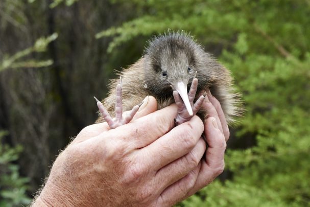 Things-you-didnt-know-about-New-Zealand 10 Things you probably didn't know about New Zealand