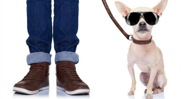 chihuahua-with-sunglasses_161113