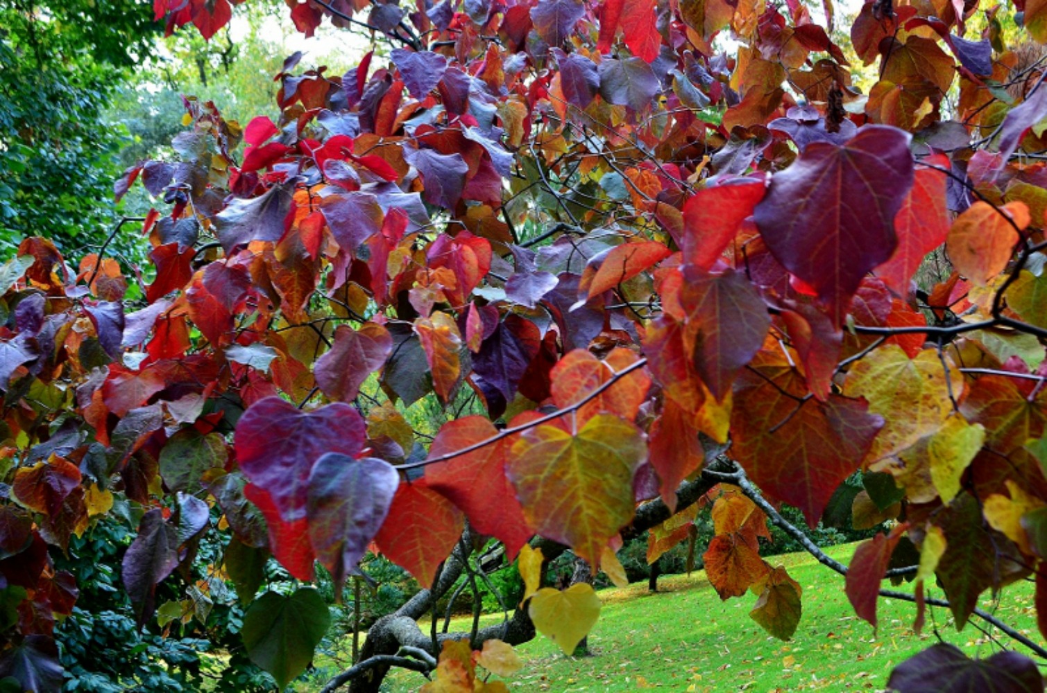 Powers Court's Japanese garden was full of autumn  glory. Photo courtesy Lorraine Parker.