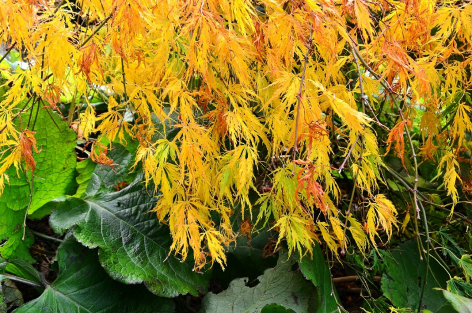 The autumn gold found in the Japanese garden at Powers Court. Photo courtesy Lorraine Parker.