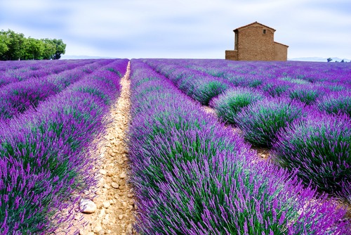 lavender farm photo