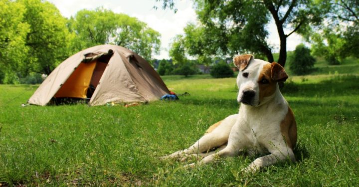 161116_dog_camping