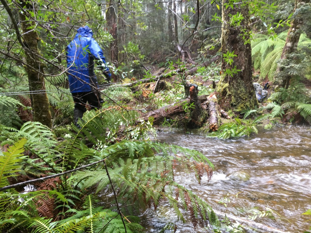 Navigating the rising creek through the rainforest.