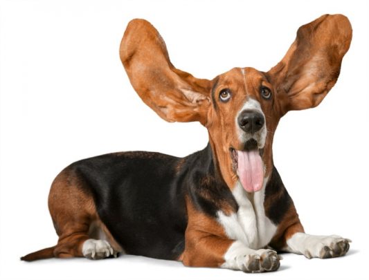 Basset Hound Food Recipes Basset Hound Food Recipes