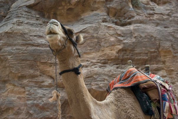 camel_161127