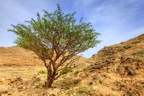 Frankincense tree.