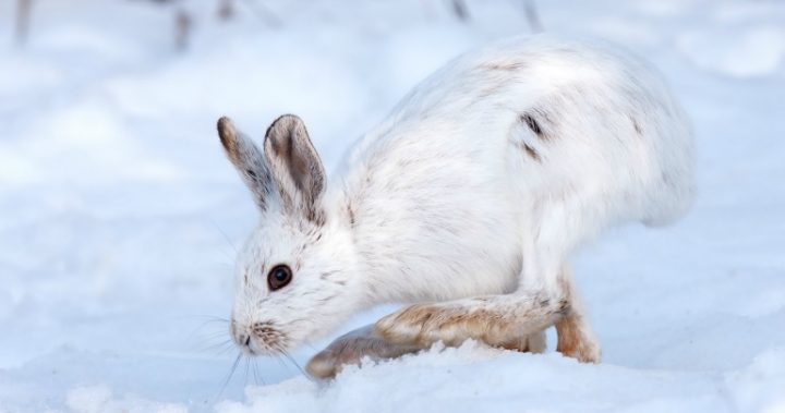 white-rabbit_161129