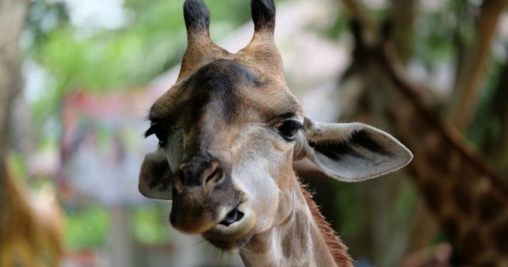 giraffe_161130