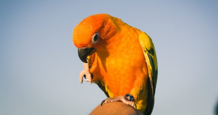 sun-conure-parrot_161205