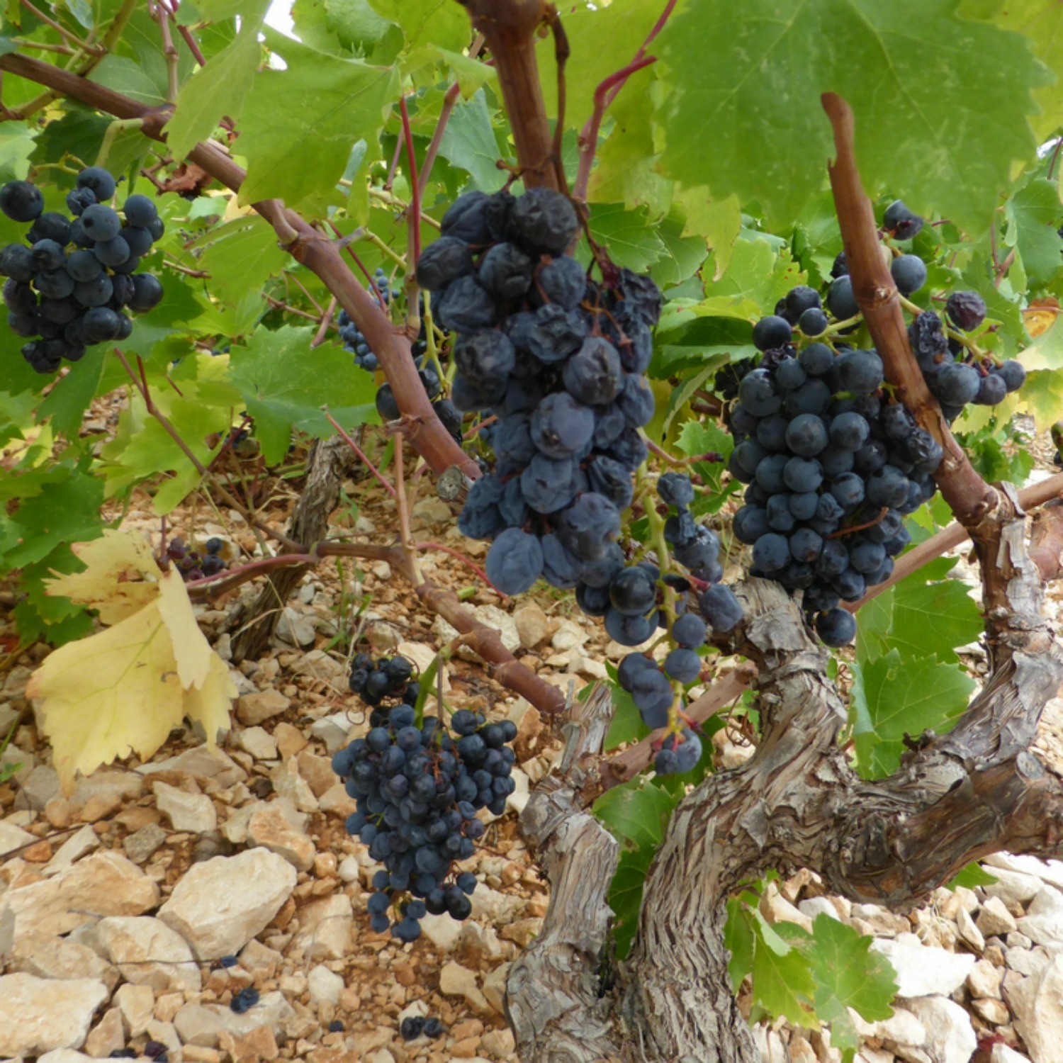 The wines are so good because the grapes enjoy a south-facing slope and plenty of sun. Photo courtesy Jane Dempster-Smith.