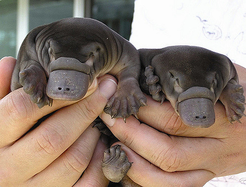 Platypus venom could hold the key to the treatment of Type 2 diabetes. Photo NSW DPI Schools Program / Flickr.