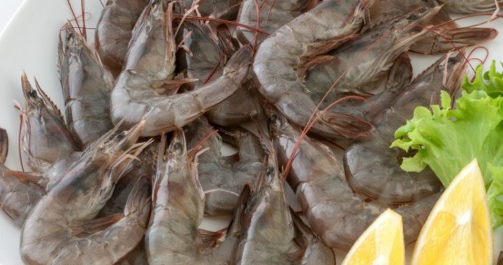 The disease that could devastate Christmas prawn supply and how to spot it