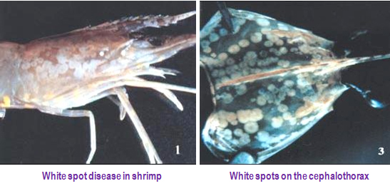 Prawns with the white spots syndrome have these spots and shells will be very loose. Photo: agritech.tnau.ac.in.