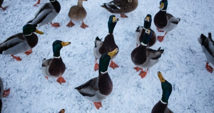 ducks_161209