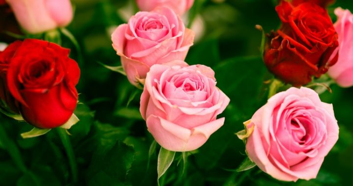 bouquet-roses_161212