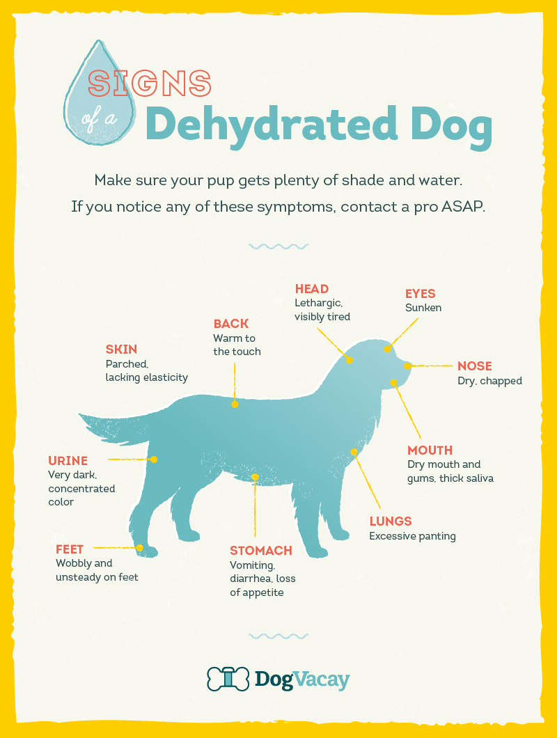 Signs of a dehydrated dog. Photo: Dog Vacay.