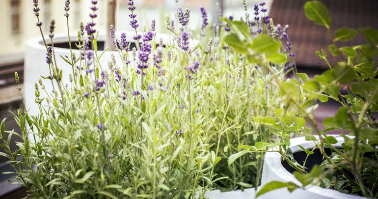 Planting lavender around the house keeps mosquitoes away naturally.