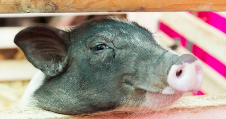 pig-behind-fence_161216