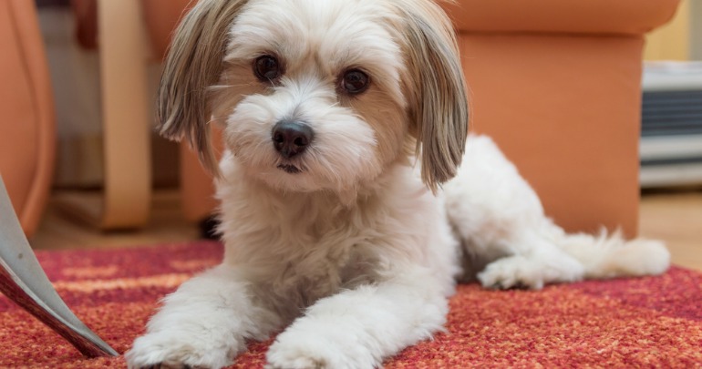 Get the pet hair out of your carpet quickly and easily the pet hair out of your carpet quickly and easily