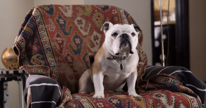 Marvin the bulldog is one of the key characters in the film Paterson.