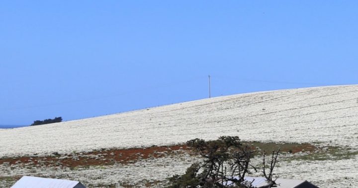 A field of Tasmanian pyrethrum only a month or so from harvest looked like snow. Photo courtesy John Reid.